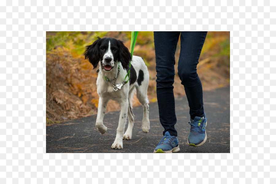 Cão，Coleira De Cão PNG