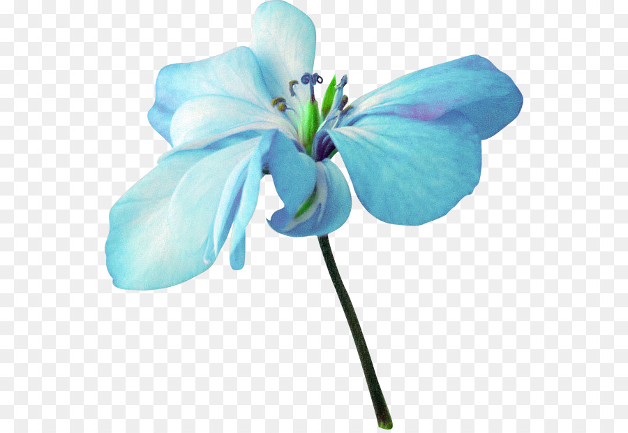 Azul，Flor PNG