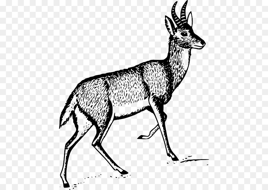 Antelope，Veado PNG