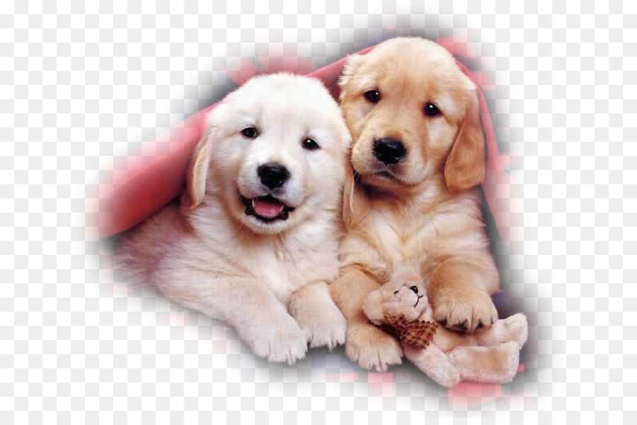 Filhotes De Cachorro Fofos，Cães PNG