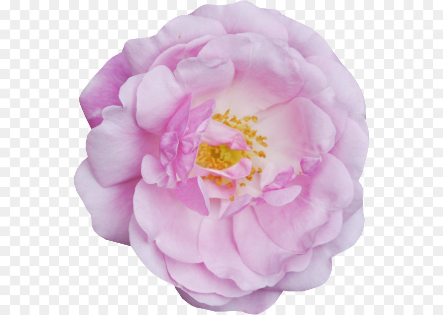 Rosa Rosa，Florescer PNG