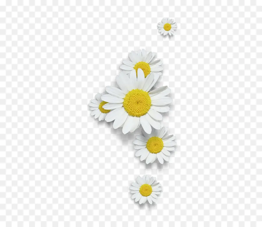 Comum Daisy，Camomila PNG