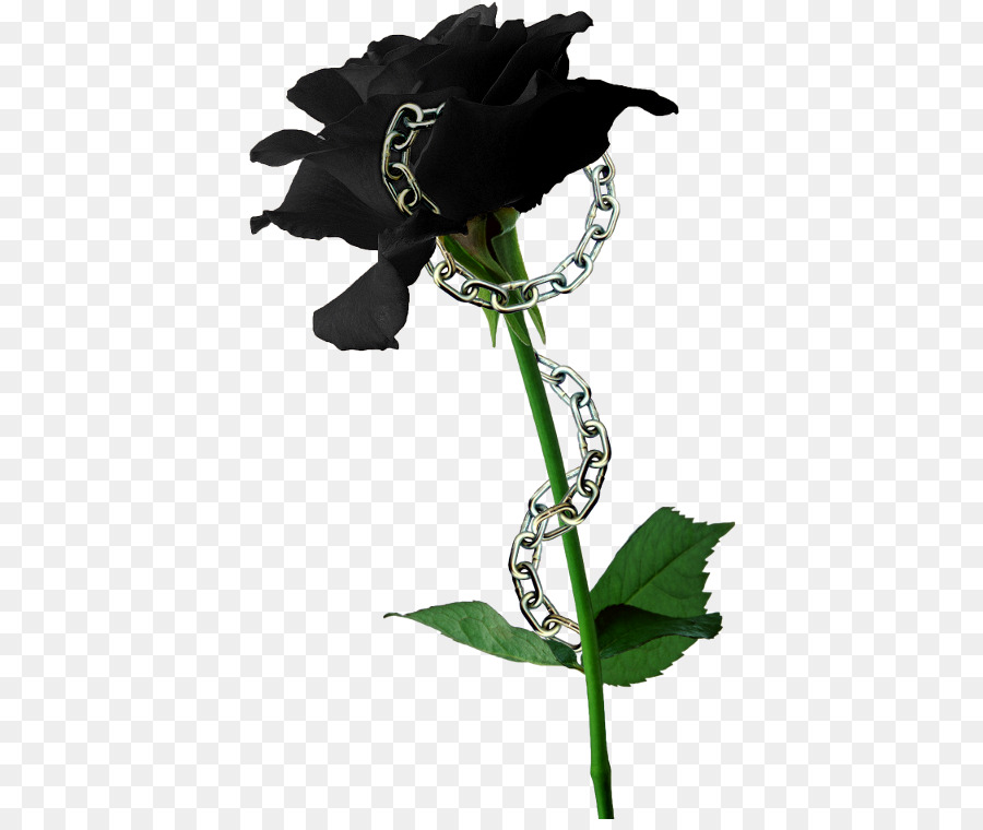 Black Rose，Flor PNG