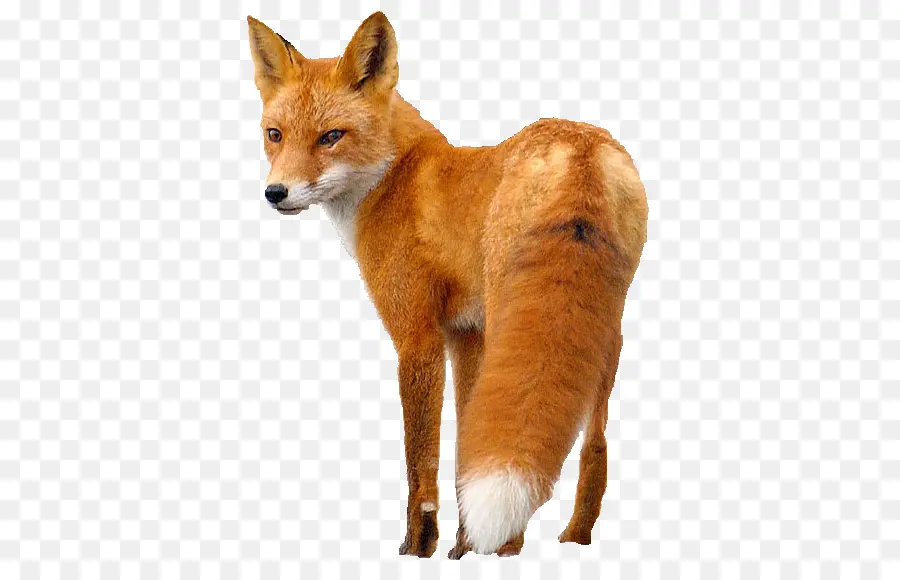 Raposa Vermelha，Fox PNG