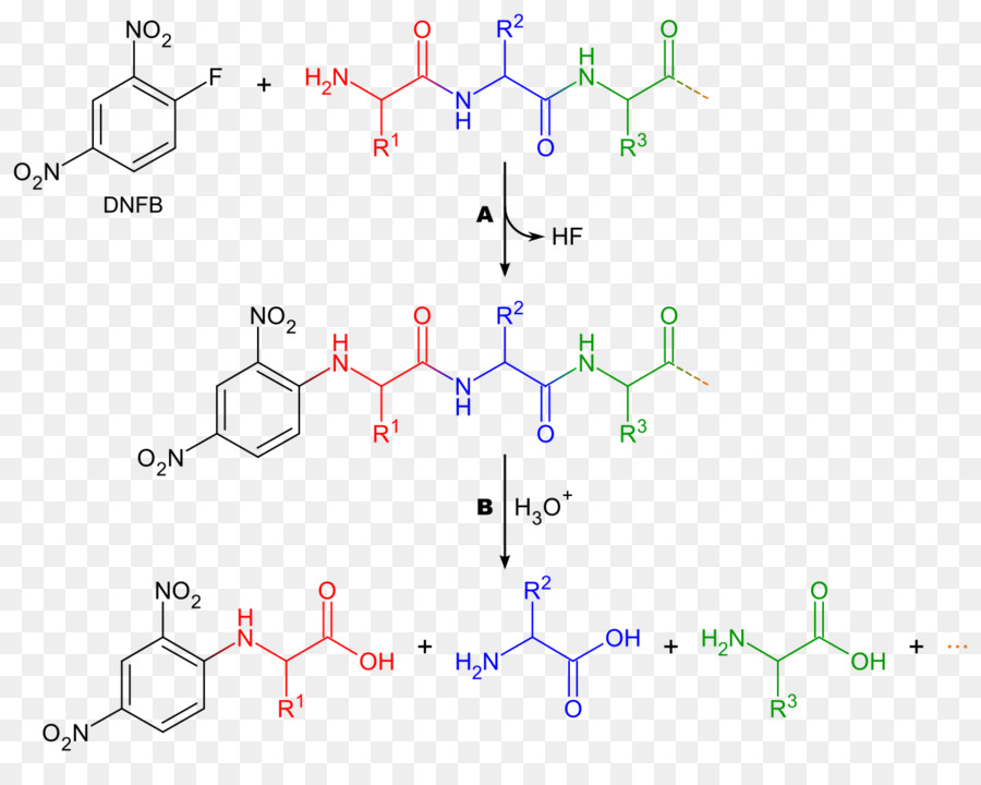 1fluoro24dinitrobenzene，Proteína De Seqüenciamento PNG