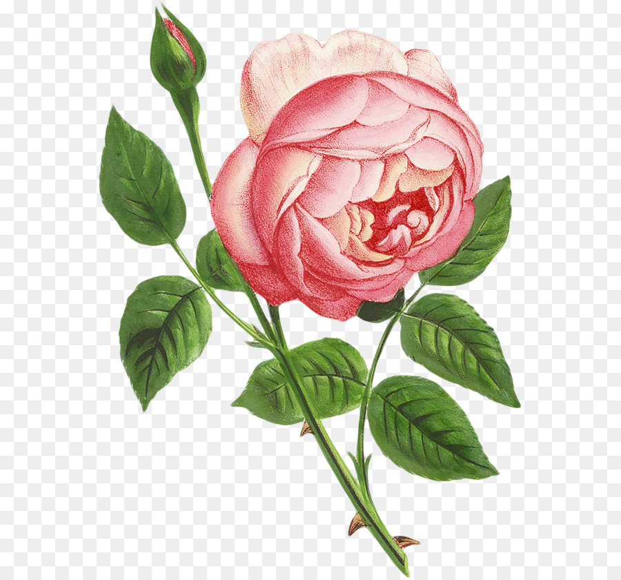 Rosa Rosa，Folhas Verdes PNG