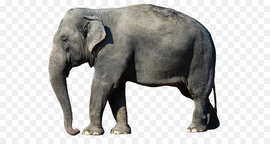 Elefante Africano，Elefante Asiático PNG