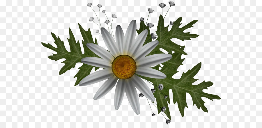 Oxeye Daisy，Photofiltre PNG