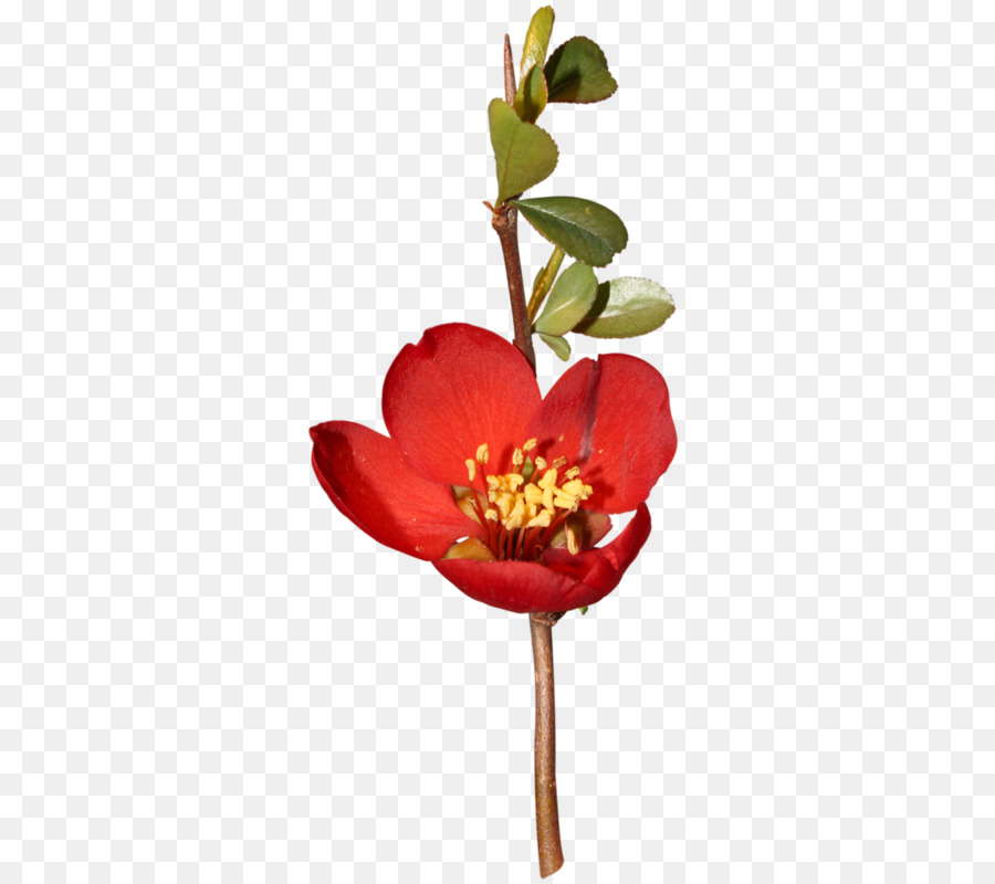 Design Floral，Flor PNG