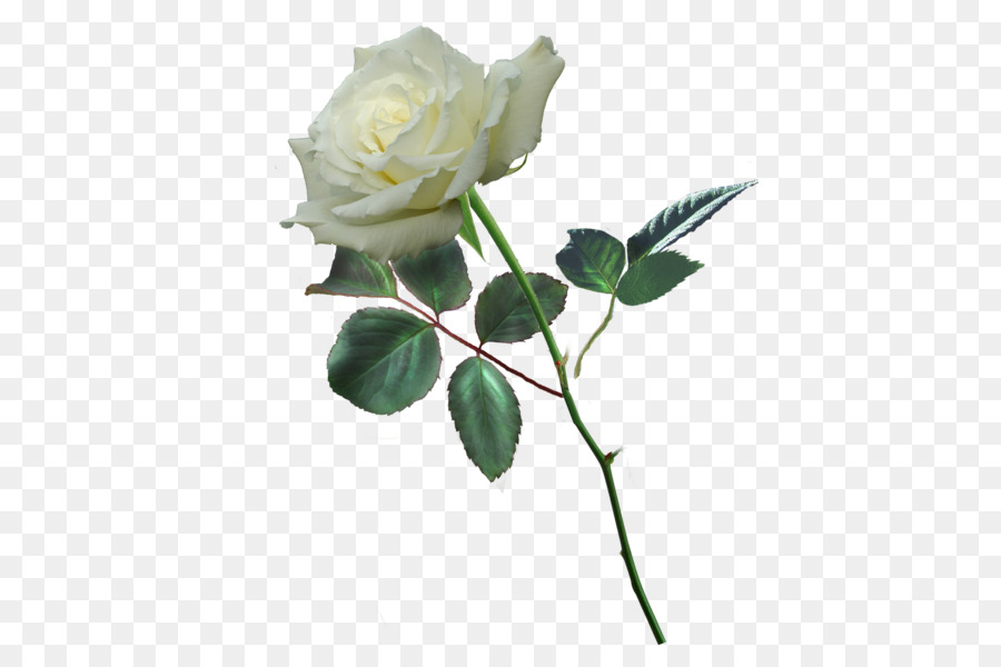 Rosa Branca，Florescer PNG