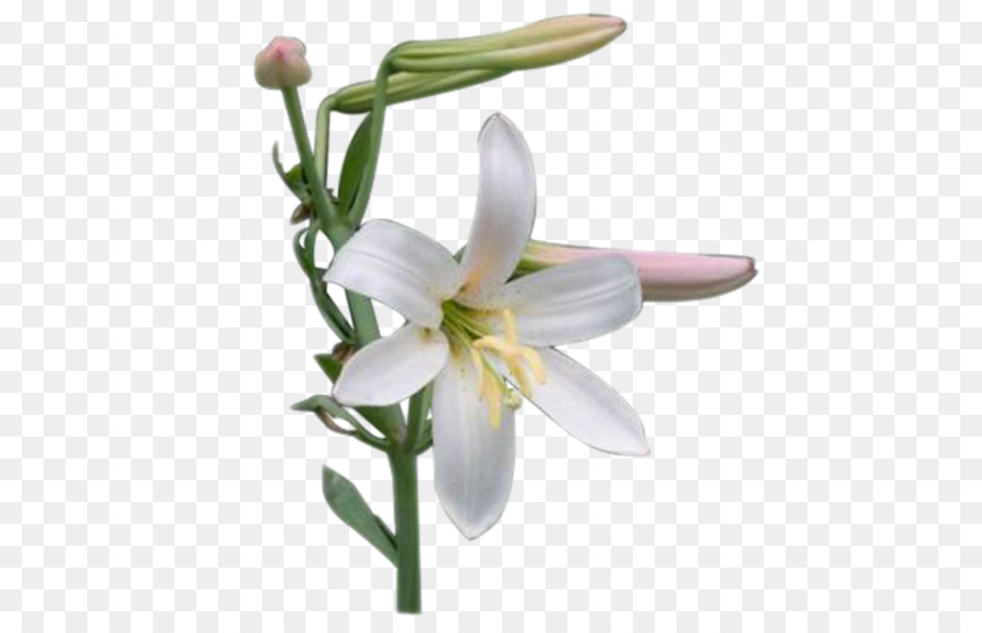 Snowdrop，Planta De Haste PNG