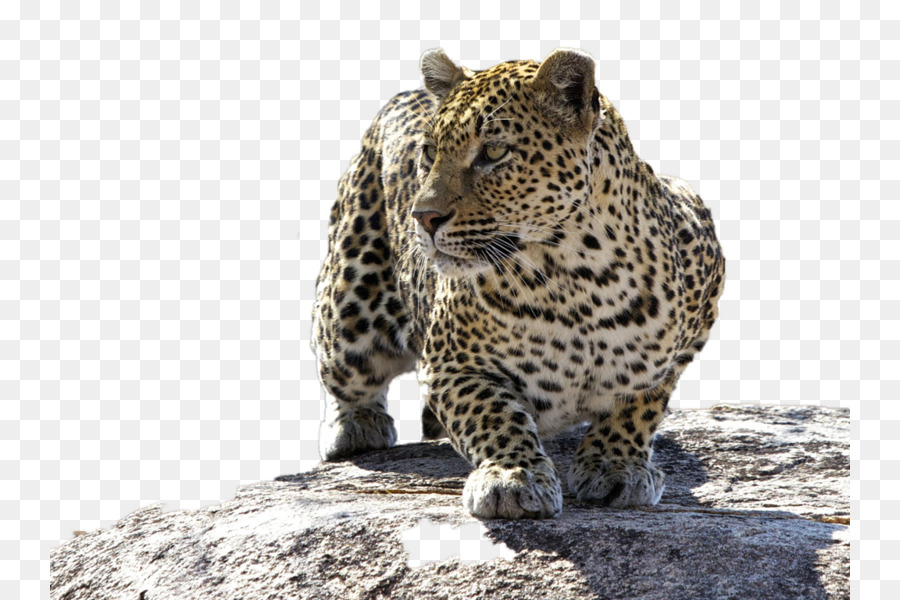 O Parque Nacional Kruger，Leopard PNG