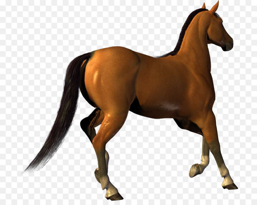 A American Paint Horse，Potro PNG