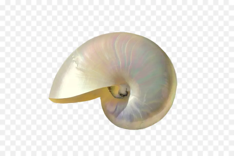 Seashell，Nautilida PNG