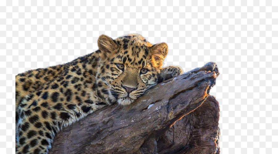 Leopardo，Gato Grande PNG