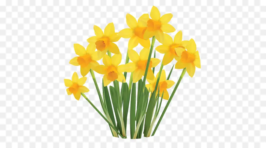 Narciso，Flowerpot PNG