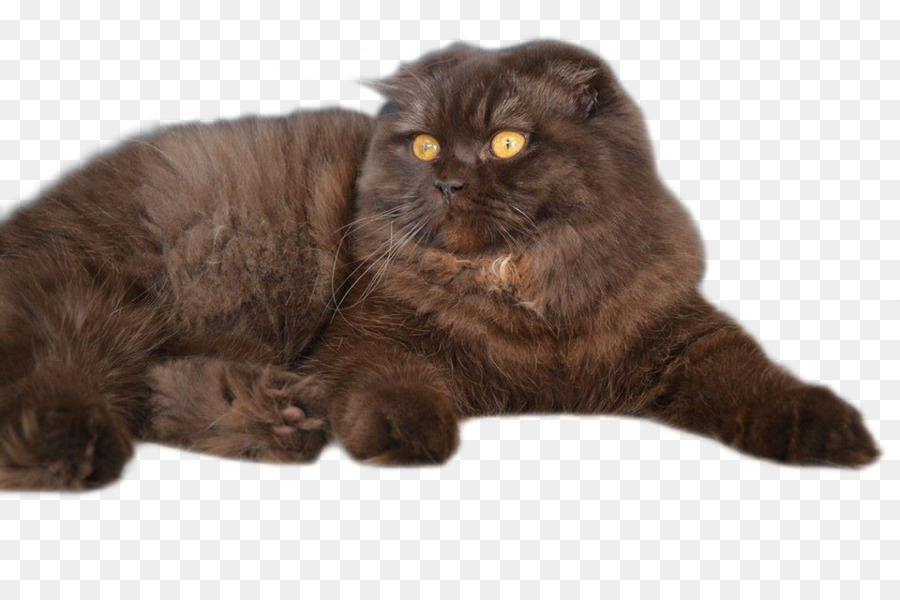 Gato Persa，Asiática Semilonghair PNG