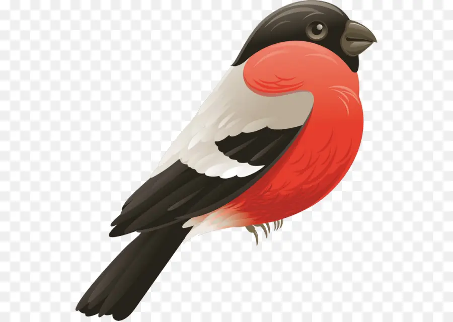 Pássaro Vermelho E Preto，Animal PNG