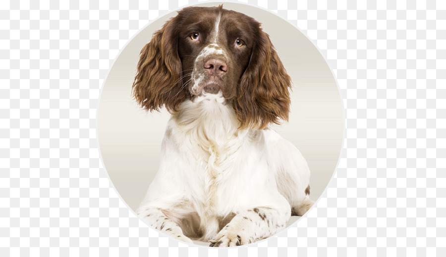 Springer Spaniel Inglês，Welsh Springer Spaniel PNG