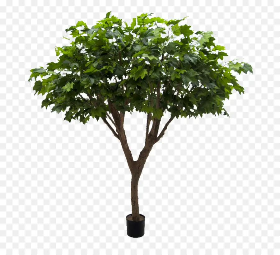 Schefflera Arboricola，árvore PNG