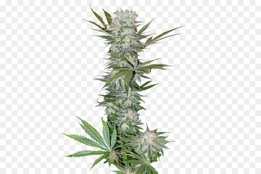 Cannabis，Haze PNG