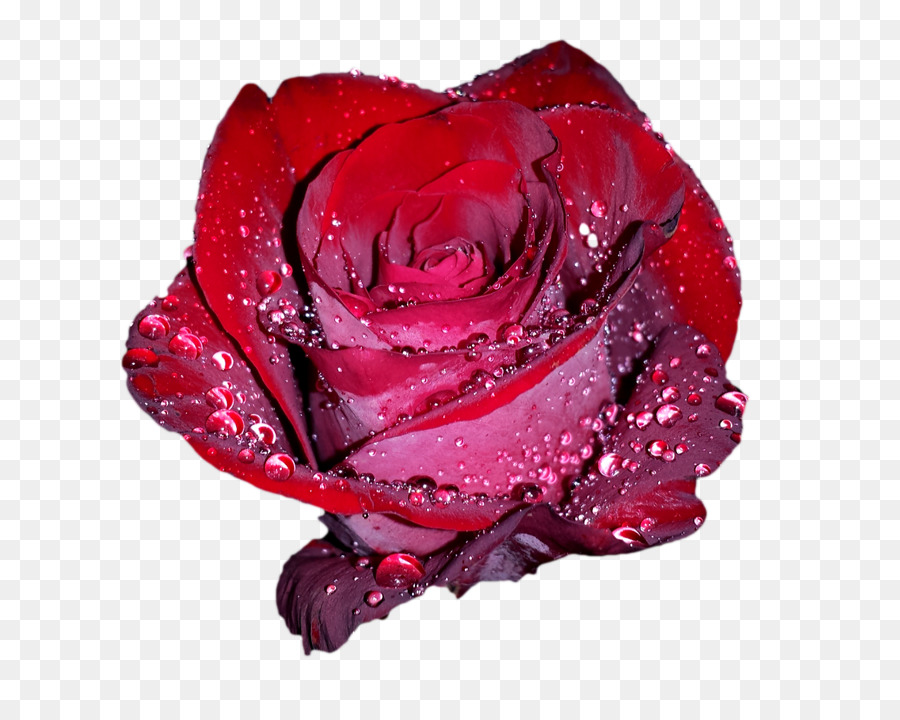 Rosa Rosa，Florescer PNG