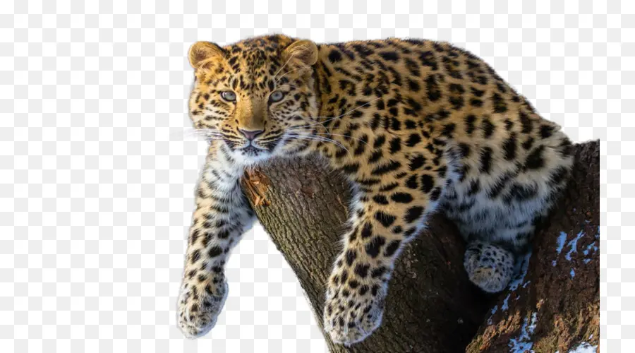Rio Amur，O Leopardo De Amur PNG