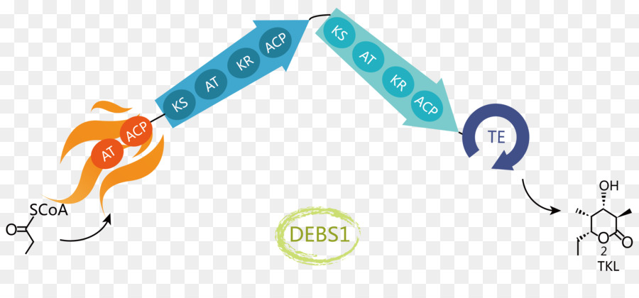 International Genetically Engineered Machine，Polyketide PNG