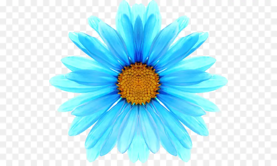 Azul，Oxeye Daisy PNG