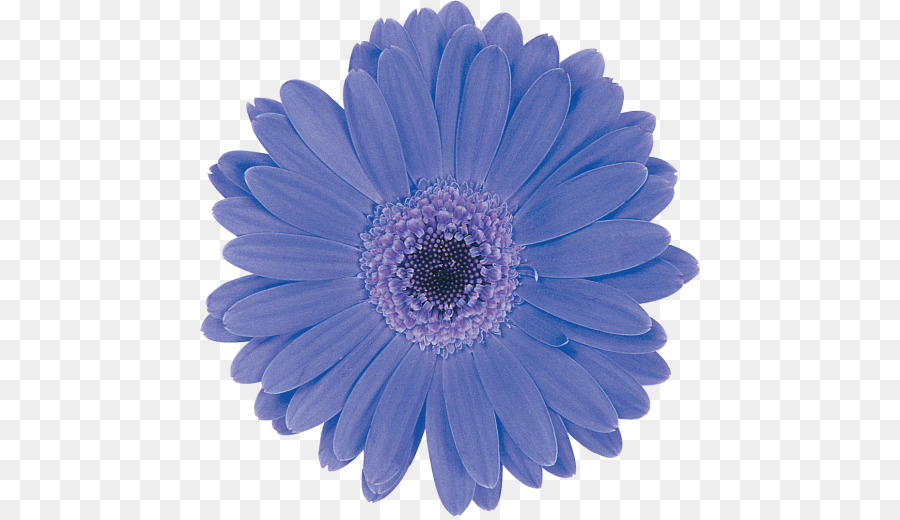 Flor，Azul PNG