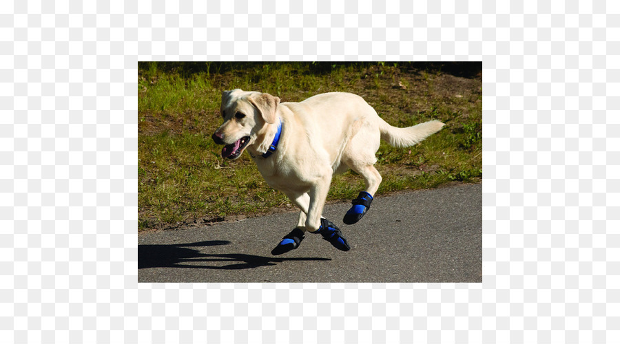 Labrador Husky，Cão Botas PNG