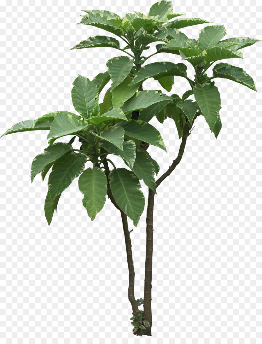 Planta Com Folhas Verdes，Folhas PNG