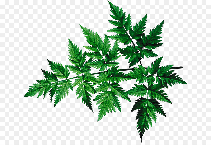 Folha De Cannabis，Maconha PNG