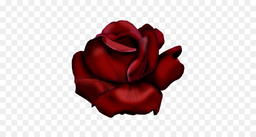 Rosa Vermelha，Florescer PNG