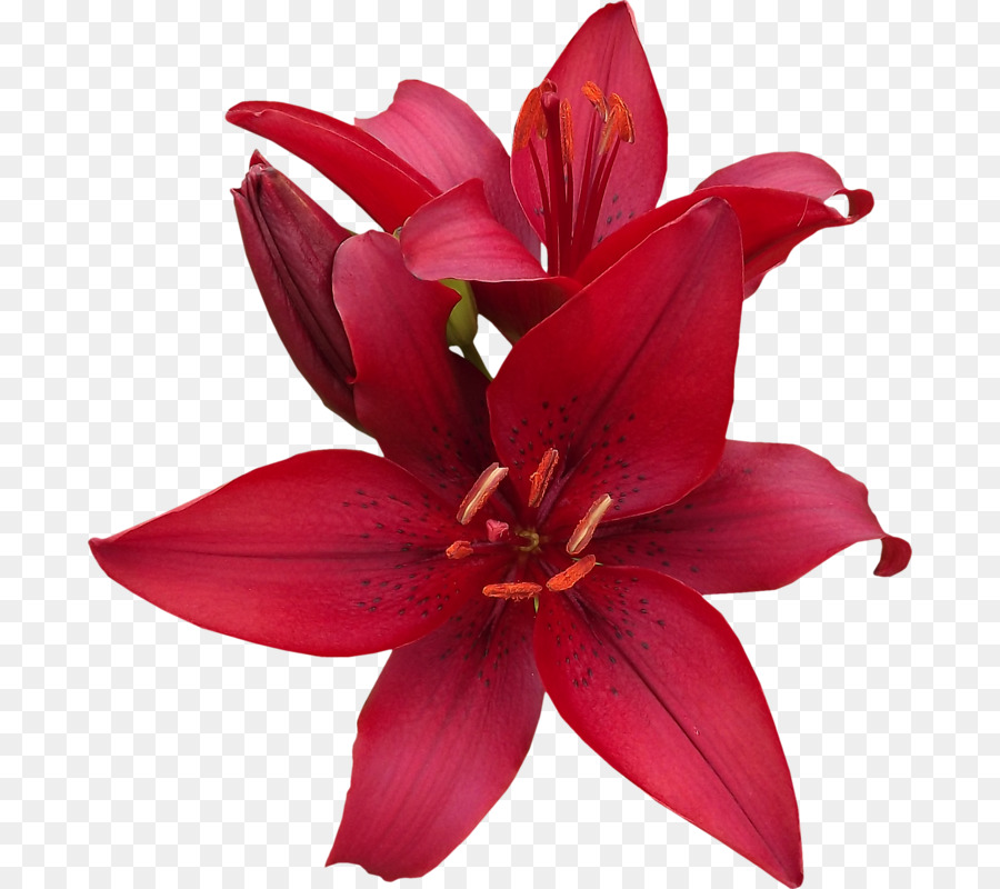 Lilium，Flores De Corte PNG