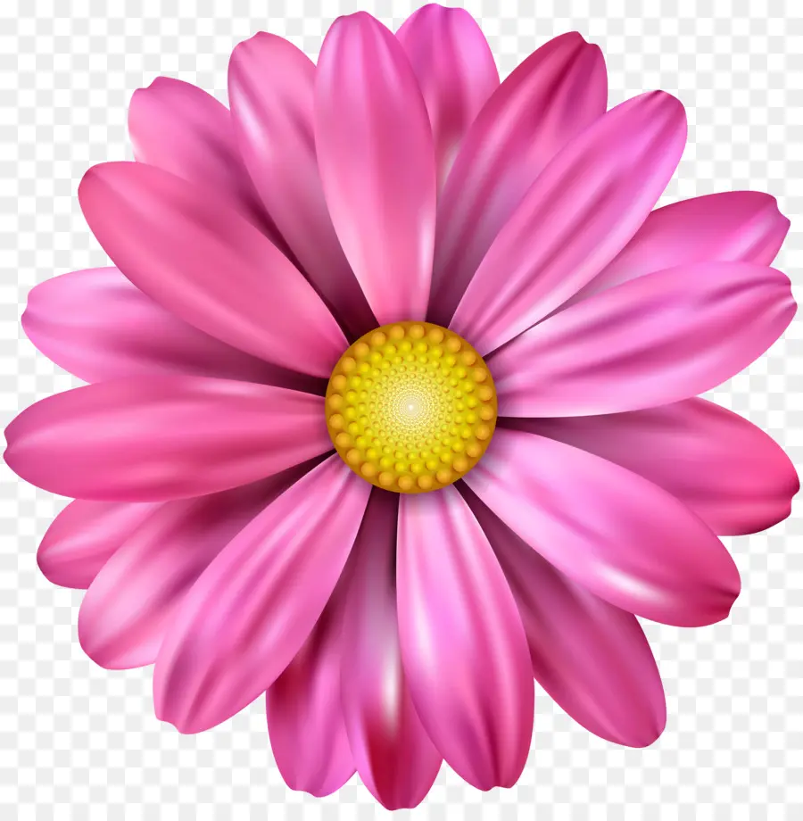 Comum Daisy，Flor PNG