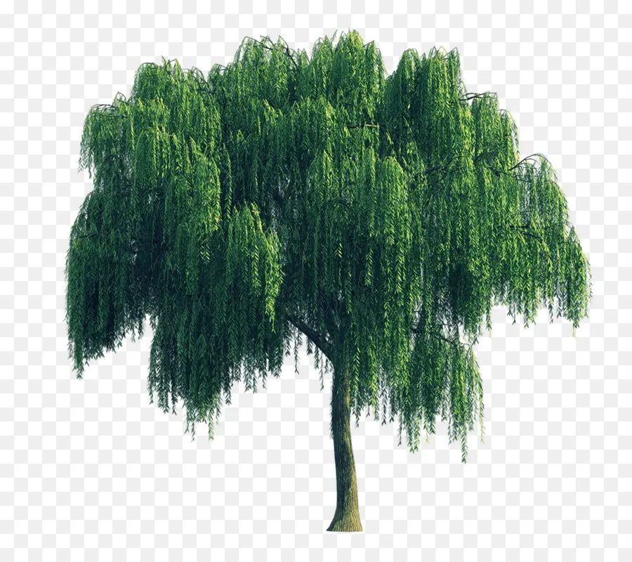 árvore，Salgueiro PNG