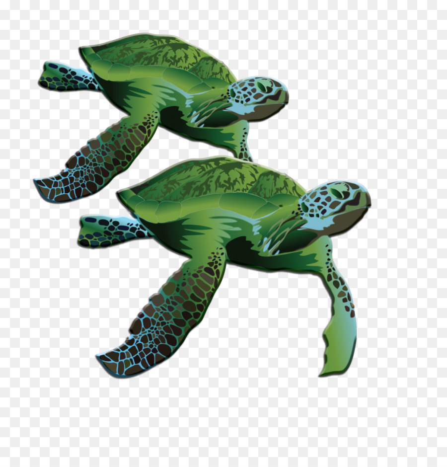 Tartaruga Cabeçuda，Tartaruga PNG