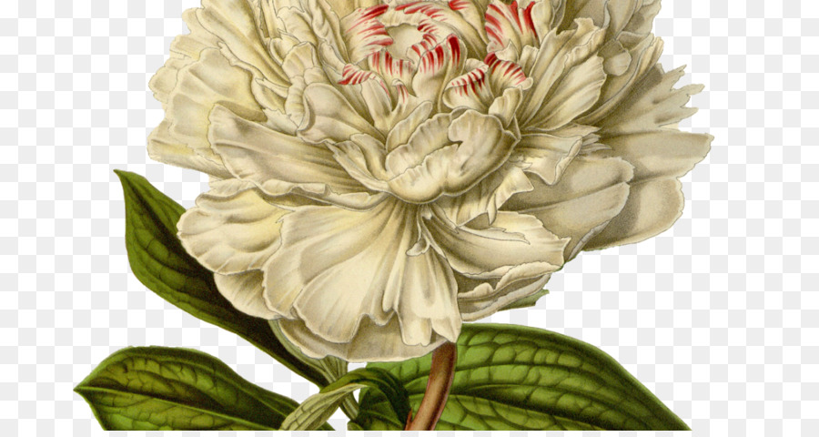 Flor，Branco PNG