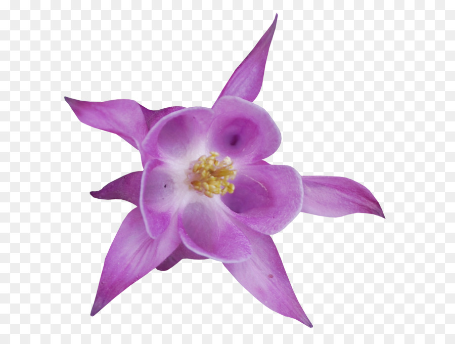 Flor Rosa，Florescer PNG