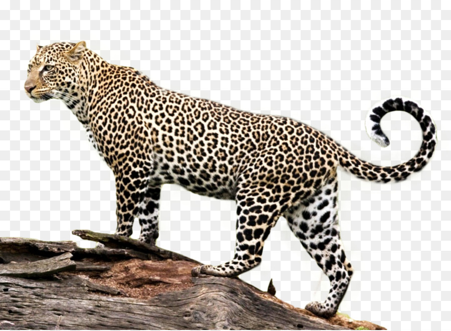 Leopardo，Identificado PNG