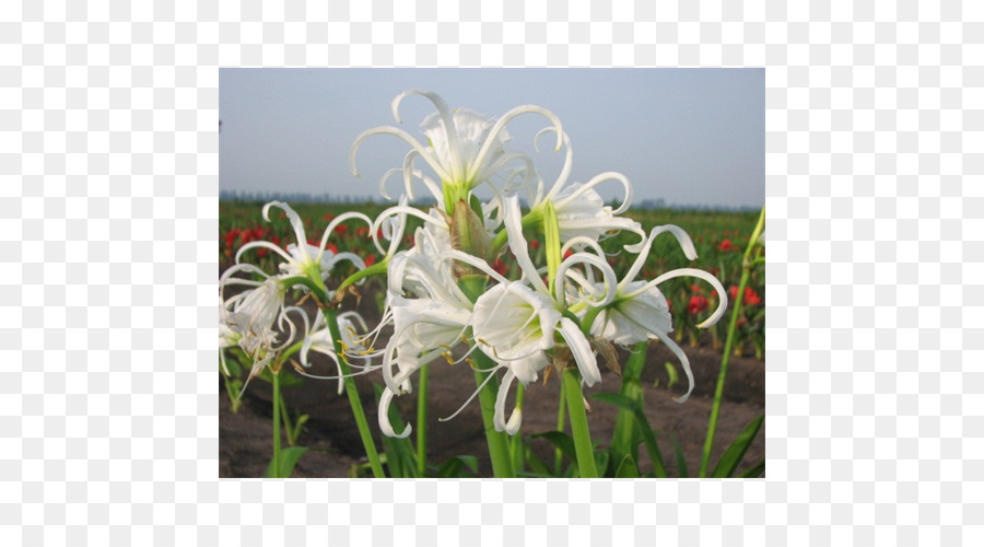 Hymenocallis，Amarílis PNG