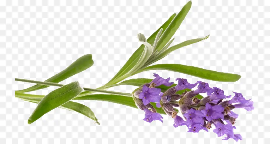 Lavanda，Flor PNG