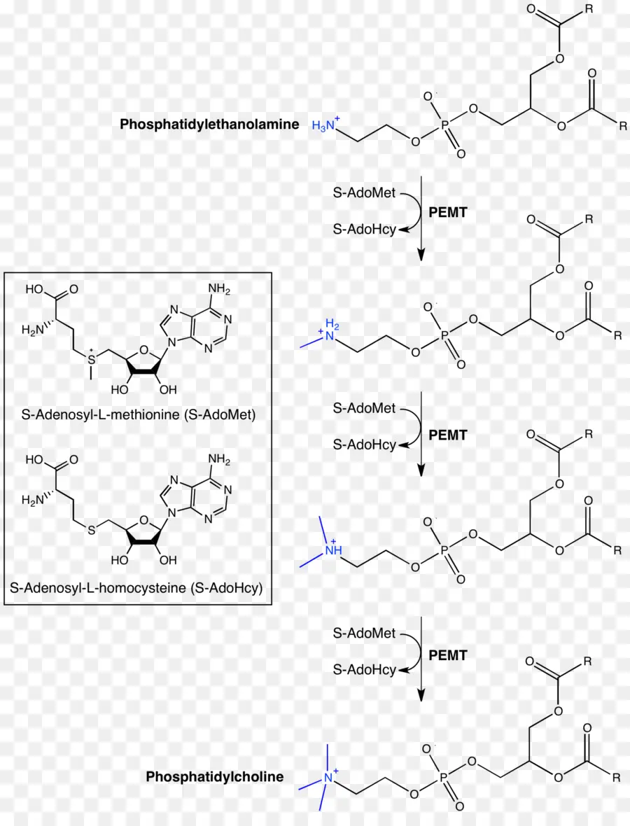 Estrutura Química，Molécula PNG