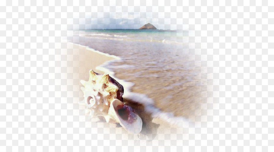 Mar，Moluscos Shell PNG