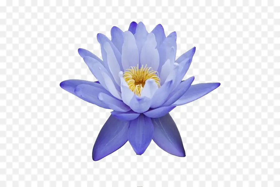 Flor Roxa，Florescer PNG