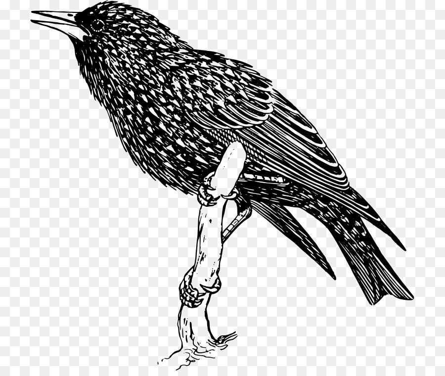 Comum Starling，Aves PNG
