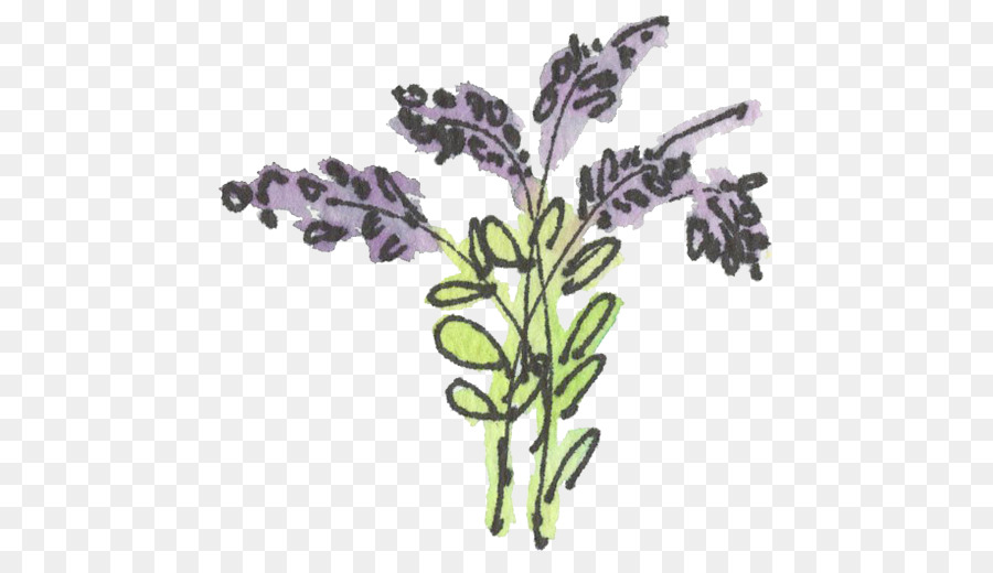 Inglês Lavanda，Lavanda Francesa PNG