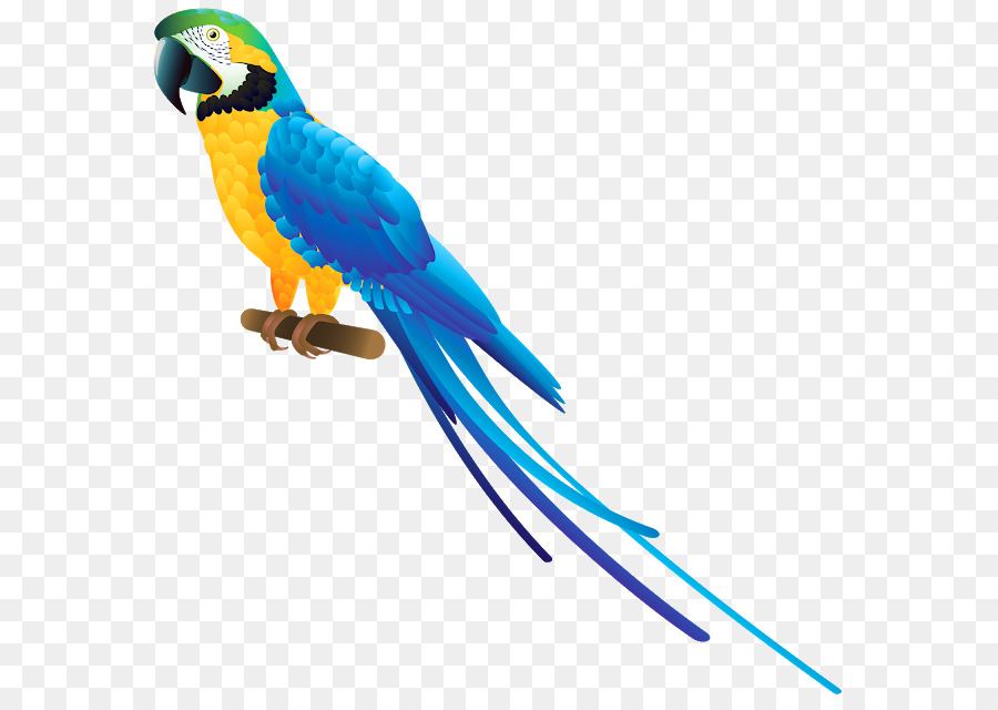 Papagaio Azul，Animal PNG