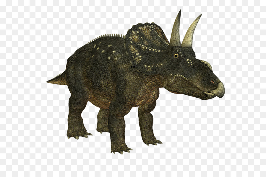 Triceratops，Nedoceratops PNG